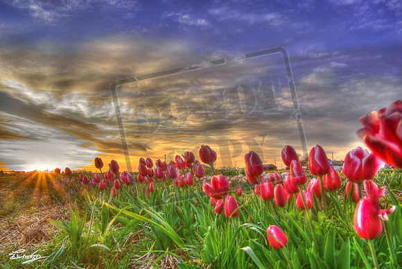 Tulips to the Sun